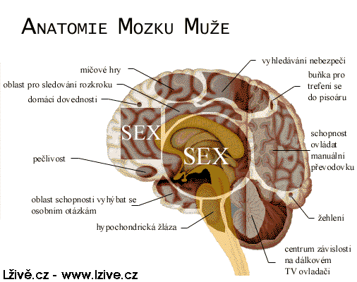 Mozek muže